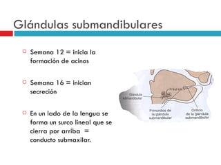 Glándulas submandibulares
    Semana 12 = inicia la
     formación de acinos

    Semana 16 = inician
     secreción

    En un lado de la lengua se
     forma un surco lineal que se
     cierra por arriba =
     conducto submaxilar.
 