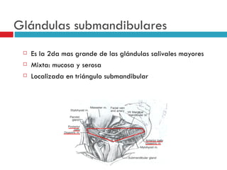 Glándulas submandibulares
    Es la 2da mas grande de las glándulas salivales mayores
    Mixta: mucosa y serosa
    Localizada en triángulo submandibular
 