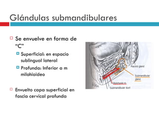 Glándulas submandibulares
   Se envuelve en forma de
    “C”
     Superficial: en espacio
      sublingual lateral
     Profunda: Inferior a m
      milohioideo

   Envuelto capa superficial en
    fascia cervical profunda
 