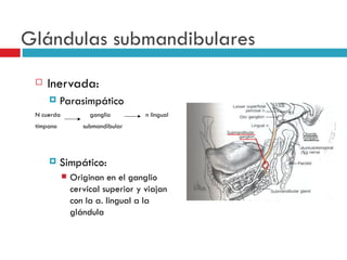 Glándulas submandibulares
    Inervada:
          Parasimpático
 N cuerda            ganglio        n lingual
 tímpano           submandibular




          Simpático:
               Originan en el ganglio
                cervical superior y viajan
                con la a. lingual a la
                glándula
 