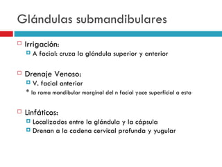 Glándulas submandibulares
   Irrigación:
       A facial: cruza la glándula superior y anterior

   Drenaje Venoso:
       V. facial anterior
    * la rama mandibular marginal del n facial yace superficial a esta

   Linfáticos:
     Localizados entre la glándula y la cápsula
     Drenan a la cadena cervical profunda y yugular
 