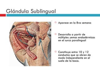 Glándula Sublingual
                     Aparece en la 8va semana


                     Desarrolla a partir de
                      múltiples yemas endodérmicas
                      en el surco paralingual


                     Constituye entre 10 y 12
                      conductos que se abren de
                      modo independiente en el
                      suelo de la boca.
 