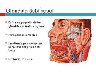 Glándula Sublingual
   Es la mas pequeña de las
    glándulas salivales mayores

   Principalmente mucosa

   Localizada por debajo de
    la mucosa del piso de la
    boca

   Sin fascia capsular
 