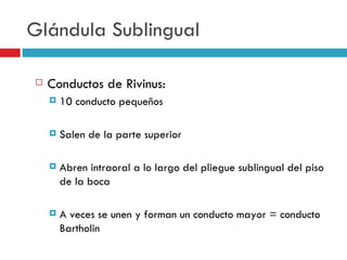Glándula Sublingual

   Conductos de Rivinus:
       10 conducto pequeños

       Salen de la parte superior

       Abren intraoral a lo largo del pliegue sublingual del piso
        de la boca

       A veces se unen y forman un conducto mayor = conducto
        Bartholin
 
