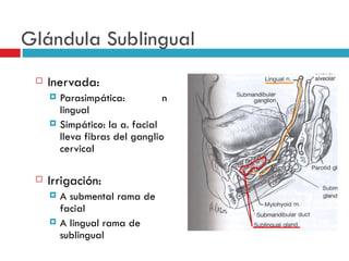 Glándula Sublingual
    Inervada:
        Parasimpática:          n
         lingual
        Simpático: la a. facial
         lleva fibras del ganglio
         cervical

    Irrigación:
        A submental rama de
         facial
        A lingual rama de
         sublingual
 