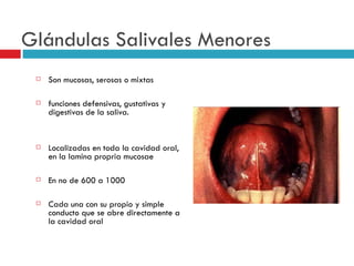 Glándulas Salivales Menores
    Son mucosas, serosas o mixtas

    funciones defensivas, gustativas y
     digestivas de la saliva.


    Localizadas en toda la cavidad oral,
     en la lamina propria mucosae

    En no de 600 a 1000

    Cada una con su propio y simple
     conducto que se abre directamente a
     la cavidad oral
 