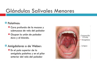 Glándulas Salivales Menores
   Palatinas:
       Cara profunda de la mucosa y
        submucosa de velo del paladar
       Ocupan la unión de paladar
        duro y el blando.

   Amigdalares o de Weber:
       En el polo superior de la
        amígdala palatina y en el pilar
        anterior del velo del paladar
 