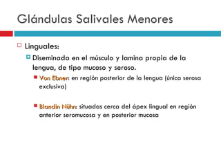 Glándulas Salivales Menores
   Linguales:
     Diseminada   en el músculo y lamina propia de la
      lengua, de tipo mucoso y seroso.
         Von Ebner: en región posterior de la lengua (única serosa
               Ebner
          exclusiva)

         Blandin Nühn: situadas cerca del ápex lingual en región
                  Nühn
          anterior seromucosa y en posterior mucosa
 