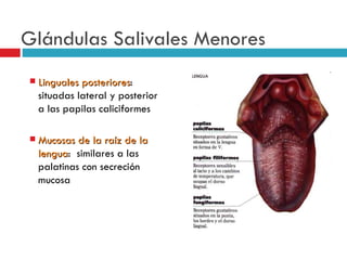 Glándulas Salivales Menores
   Linguales posteriores:
              posteriores
    situadas lateral y posterior
    a las papilas caliciformes

   Mucosas de la raíz de la
    lengua: similares a las
    lengua
    palatinas con secreción
    mucosa
 