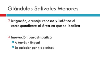 Glándulas Salivales Menores
   Irrigación, drenaje venosos y linfático el
    correspondiente al área en que se localiza

   Inervación parasimpatica
    A  través n lingual
     En paladar por n palatinos
 