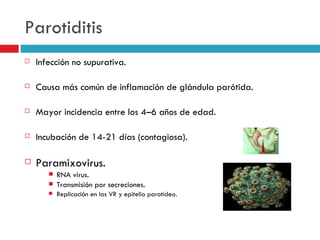 Parotiditis
   Infección no supurativa.

   Causa más común de inflamación de glándula parótida.

   Mayor incidencia entre los 4–6 años de edad.

   Incubación de 14-21 días (contagiosa).

   Paramixovirus.
          RNA virus.
          Transmisión por secreciones.
          Replicación en las VR y epitelio parotídeo.
 