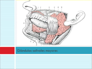 Glándulas salivales mayores
 