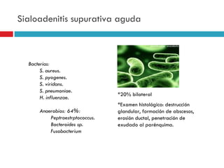 Sialoadenitis supurativa aguda



  Bacterias:
       S. aureus.
       S. pyogenes.
       S. viridans.
       S. pneumoniae.
                                 *20% bilateral
       H. influenzae.
                                 *Examen histológico: destrucción
      Anaerobios: 64%:           glandular, formación de abscesos,
          Peptroestrptococcus.   erosión ductal, penetración de
          Bacteroides sp.        exudado al parénquima.
          Fusobacterium
 
