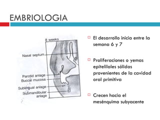 EMBRIOLOGIA
                 El desarrollo inicia entre la
                  semana 6 y 7

                 Proliferaciones o yemas
                  epitelilales sólidas
                  provenientes de la cavidad
                  oral primitiva

                 Crecen hacia el
                  mesénquima subyacente
 