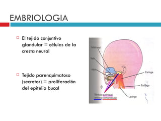 EMBRIOLOGIA
    El tejido conjuntivo
     glandular = células de la
     cresta neural



    Tejido parenquimatoso
     (secretor) = proliferación
     del epitelio bucal
 