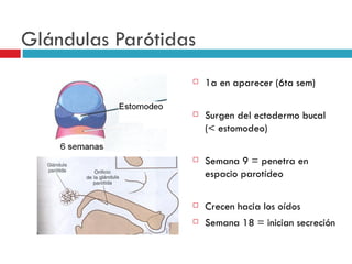 Glándulas Parótidas
                     1a en aparecer (6ta sem)

                     Surgen del ectodermo bucal
                      (< estomodeo)

                     Semana 9 = penetra en
                      espacio parotídeo

                     Crecen hacia los oídos
                     Semana 18 = inician secreción
 