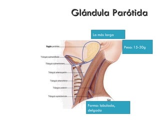 Glándula Parótida

     La más larga


                      Peso: 15-30g




   Forma: lobulada,
   delgada
 