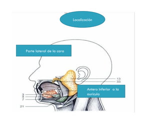 Localización




Parte lateral de la cara




                                   Antero inferior a la
                                   aurícula
 