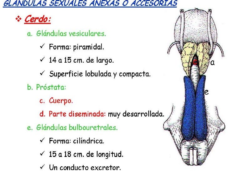 GLÁNDULAS ACCESORIAS Y PENE EN LOS MACHOS