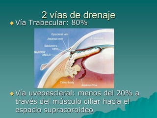 2 vías de drenaje
 Vía   Trabecular: 80%




 Víauveoescleral: menos del 20% a
 través del músculo ciliar hacia el
 espacio supracoroideo
 