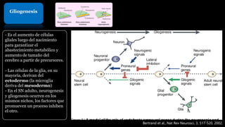 Gliogenesis
- Es el aumento de células
gliales luego del nacimiento
para garantizar el
abastecimiento metabólico y
aumento de tamaño del
cerebro a partir de precursores.
- Las células de la glia, en su
mayoría, derivan del
ectodermo (la microglia
deriva del mesodermo)
- En el SN adulto, neurogenesis
y gliogenesis ocurren en los
mismos nichos, los factores que
promueven un proceso inhiben
el otro.
Bertrand et al., Nat Rev Neurosci, 3, 517-520, 2002.
11
 