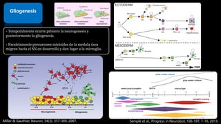 Gliogenesis
- Temporalmente ocurre primero la neurogenesis y
posteriormente la gliogenesis.
- Paralelamente precursores mieloides de la medula ósea
migran hacia el SN en desarrollo y dan lugar a la microglia.
Miller & Gauthier, Neuron, 54(3), 357-369, 2007. Semple et al., Progress in Neurobiol, 106-107, 1-16, 2013.
12
 