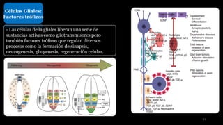 Células Gliales:
Factores tróficos
- Las células de la gliales liberan una serie de
sustancias activas como gliotransmisores pero
también factores tróficos que regulan diversos
procesos como la formación de sinapsis,
neurogenesis, gliogenesis, regeneración celular.
13
 