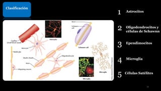 Clasificación
3 Ependimocitos
2 Oligodendrocitos y
células de Schawnn
1 Astrocitos
4 Microglia
5 Células Satélites
14
 