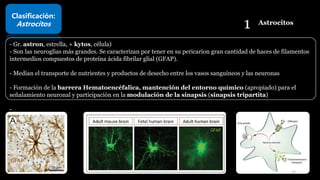 1 Astrocitos
Clasificación:
Astrocitos
- Gr. astron, estrella, + kytos, célula)
- Son las neuroglias más grandes. Se caracterizan por tener en su pericarion gran cantidad de haces de filamentos
intermedios compuestos de proteína ácida fibrilar glial (GFAP).
- Median el transporte de nutrientes y productos de desecho entre los vasos sanguíneos y las neuronas
- Formación de la barrera Hematoencéfalica, mantención del entorno químico (apropiado) para el
señalamiento neuronal y participación en la modulación de la sinapsis (sinapsis tripartita)
-
GFAP
15
 