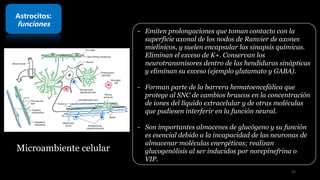 Astrocitos:
funciones
- Emiten prolongaciones que toman contacto con la
superficie axonal de los nodos de Ranvier de axones
mielínicos, y suelen encapsular las sinapsis químicas.
Eliminan el exceso de K+. Conservan los
neurotransmisores dentro de las hendiduras sinápticas
y eliminan su exceso (ejemplo glutamato y GABA).
- Forman parte de la barrera hematoencefálica que
protege al SNC de cambios bruscos en la concentración
de iones del líquido extracelular y de otras moléculas
que pudiesen interferir en la función neural.
- Son importantes almacenes de glucógeno y su función
es esencial debido a la incapacidad de las neuronas de
almacenar moléculas energéticas; realizan
glucogenólisis al ser inducidos por norepinefrina o
VIP.
Microambiente celular
16
 