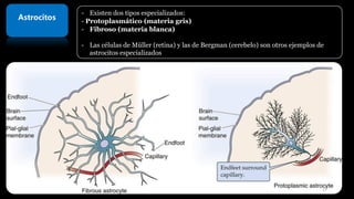 Astrocitos
- Existen dos tipos especializados:
- Protoplasmático (materia gris)
- Fibroso (materia blanca)
- Las células de Müller (retina) y las de Bergman (cerebelo) son otros ejemplos de
astrocitos especializados
17
 