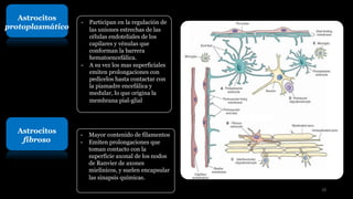 Astrocitos
protoplasmático
- Participan en la regulación de
las uniones estrechas de las
células endoteliales de los
capilares y vénulas que
conforman la barrera
hematoencefálica.
- A su vez los mas superficiales
emiten prolongaciones con
pedicelos hasta contactar con
la piamadre encefálica y
medular, lo que origina la
membrana pial-glial
Astrocitos
fibroso
- Mayor contenido de filamentos
- Emiten prolongaciones que
toman contacto con la
superficie axonal de los nodos
de Ranvier de axones
mielínicos, y suelen encapsular
las sinapsis químicas.
18
 