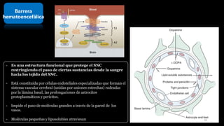 Barrera
hematoencefálica
- Es una estructura funcional que protege el SNC
restringiendo el paso de ciertas sustancias desde la sangre
hacia los tejido del SNC.
- Está constituida por células endoteliales especializadas que forman el
sistema vascular cerebral (unidas por uniones estrechas) rodeadas
por la lámina basal, las prolongaciones de astrocitos
protoplasmáticos y pericitos.
- Impide el paso de moléculas grandes a través de la pared de los
vasos.
- Moléculas pequeñas y liposolubles atraviesan 19
 