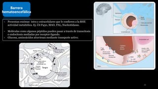 Barrera
hematoencefálica
- Presentan enzimas intra y extracelulares que le confieren a la BHE
actividad metabólica. Ej. Cit P450, MAO, PAL, Nucleotidasas.
- Moléculas como algunos péptidos pueden pasar a través de transcitosis
o endocitosis mediadas por receptor-ligando.
- Glucosa, aminoácidos atraviesan mediante transporte activo.
20
 