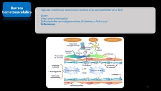 Barrera
hematoencefálica
- Algunas condiciones determinan cambios en la permeabilidad de la BHE.
- Estrés
- Infecciones (meningitis)
- Enfermedades neurodegenerativas (Alzheimer y Parkinson)
- Inflamación
21
 