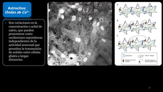 Astrocitos:
Ondas de Ca2+
- Son variaciones en la
concentración o señal de
calcio, que pueden
presentarse como
oscilaciones espontáneas
independientes de la
actividad neuronal que
permiten la transmisión
de señales entre células
gliales a largas
distancias.
22
 