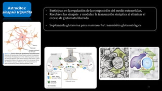 Astrocitos:
sinapsis tripartita - Participan en la regulación de la composición del medio extracelular,
- Recubren las sinapsis y modulan la transmisión sináptica al eliminar el
exceso de glutamato liberado
- Suplementa glutamina para mantener la transmisión glutamatérgica
23
 