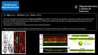 2 Oligodendrocitos
y células de
Schawnn
Clasificación:
Oligodendrocitos
- Gr. oligo, poco, + dendron, rama + kytos, célula)
- Son las encargadas de producir la vaina de mielina en el SNC, un aislante que facilita y proteje la conducción del potencial
de acción. Células de Schawnn hacen este trabajo en el SNP, pero a diferencia de ellas, los oligodendrocitos pueden envolver
varios axones simultáneamente.
-Se disponen en columnas entre los axones de la sustancia blanca
- Oligodendrocitos son principalmente predominantes en la materia blanca (pero también se encuentran en la gris).
24
 
