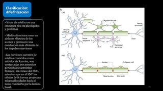 Clasificación:
Mielinización
- Vaina de mielina es una
envoltura rica en glicolípidos
y proteínas
- Mielina funciona como un
aislante eléctrico de los
axones y promueve una
conducción más eficiente de
los impulsos nerviosos
-Las porciones carentes de
mielina conocidos como
nódulos de Ranvier, son
contactadas por astrocitos
perinodales (astrocitos
fibrosos) en el caso del SNC,
mientras que en el SNP las
células de Schawnn proyectan
microvellosidades hacia el
nodo recubierto por la lamina
basal. 25
 
