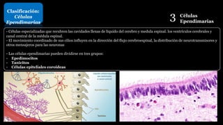 3 Células
Ependimarias
Clasificación:
Células
Ependimarias
- Células especializadas que recubren las cavidades llenas de líquido del cerebro y medula espinal. los ventrículos cerebrales y
canal central de la médula espinal.
- El movimiento coordinado de sus cilios influyen en la dirección del flujo cerebroespinal, la distribución de neurotransmisores y
otros mensajeros para las neuronas
- Las células ependimarias pueden dividirse en tres grupos:
- Epedimocitos
- Tanicitos
- Células epiteliales coroideas
26
 