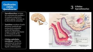 3 Células
Ependimarias
Clasificación:
Células
Ependimarias
- Ependimocitos: revisten
los ventrículos del encéfalo y
el conducto central de la
médula espinal. Participa en
la absorción de sustancias.
- Tanicitos: recubren el suelo
del tercer ventrículo por
encima de la eminencia
media del hipotalámo.
Juegan un papel importante
en el transporte de las
hormonas en el cerebro
- Células epiteliales
coroideas: cubren las
superficies de los plexos
coroideos. Producen el
líquido cefalorraquídeo
27
 