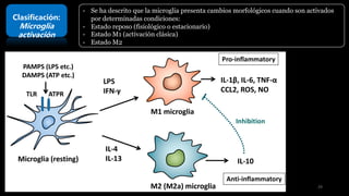 Clasificación:
Microglia
activación
- Se ha descrito que la microglia presenta cambios morfológicos cuando son activados
por determinadas condiciones:
- Estado reposo (fisiológico o estacionario)
- Estado M1 (activación clásica)
- Estado M2
29
 