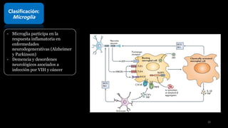 Clasificación:
Microglia
- Microglia participa en la
respuesta inflamatoria en
enfermedades
neurodegenerativas (Alzheimer
y Parkinson)
- Demencia y desordenes
neurológicos asociados a
infección por VIH y cáncer
30
 