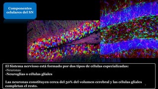 Componentes
celulares del SN
El Sistema nervioso está formado por dos tipos de células especializadas:
-Neuronas
-Neuroglias o células gliales
Las neuronas constituyen cerca del 50% del volumen cerebral y las células gliales
completan el resto. 4
 