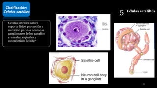 5 Células satéliltes
Clasificación:
Celulas satélites
- Células satélites dan el
soporte físico, protección y
nutrición para las neuronas
ganglionares de los ganglios
craneales, espinales y
autonómicos del SNP
31
 