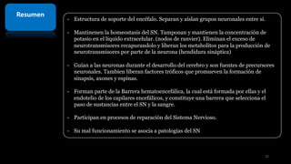 Resumen
- Estructura de soporte del encéfalo. Separan y aíslan grupos neuronales entre sí.
- Mantinenen la homeostasis del SN. Tamponan y mantienen la concentración de
potasio en el líquido extracelular. (nodos de ranvier). Eliminan el exceso de
neurotransmisores recapurandolo y liberan los metabolitos para la producción de
neurotransmisores por parte de la neurona (hendidura sináptica)
- Guían a las neuronas durante el desarrollo del cerebro y son fuentes de precursores
neuronales. Tambien liberan factores tróficos que promueven la formación de
sinapsis, axones y espinas.
- Forman parte de la Barrera hematoencefálica, la cual está formada por ellas y el
endotelio de los capilares encefálicos, y constituye una barrera que selecciona el
paso de sustancias entre el SN y la sangre.
- Participan en procesos de reparación del Sistema Nervioso.
- Su mal funcionamiento se asocia a patologías del SN
32
 