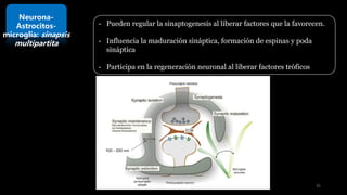 Neurona-
Astrocitos-
microglia: sinapsis
multipartita
- Pueden regular la sinaptogenesis al liberar factores que la favorecen.
- Influencia la maduración sináptica, formación de espinas y poda
sináptica
- Participa en la regeneración neuronal al liberar factores tróficos
35
 