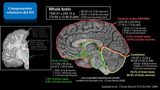 Componentes
celulares del SN
Azevedo et al., J Comp Neurol, 513:532–541, 2009.
Cortical grey matter, RH
316.26 ± 52.66 g
14.87 ± 1.75 B cells
6.18 ± 1.72 B neurons
8.68 ± 0.78 B non-neur
1.48 non-neur/neurons
Cortical white matter, RH
294.22 ± 59.85 g
21.17 ± 2.88 B cells
1.29 ± 0.54 B neurons
19.88 ± 2.83 B non-neur
15.41 non-neur/neurons
Rest of brain
5
 