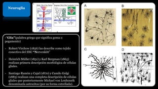Neuroglia
-“Glía”(palabra griega que significa goma o
pegamento)
- Robert Virchow (1856) las describe como tejido
conectivo del SNC “Nervenkitt”
- Heinrich Müller (1851) y Karl Bergman (1865)
realizan primera descripción morfológica de células
gliales.
- Santiago Ramón y Cajal (1870) y Camilo Golgi
(1883) realizan una completa descripción de células
gliales que posteriormente Michael von Lenhossék
denominaría astrocitos (por su forma estrellada). 6
 
