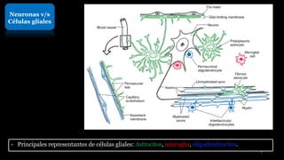 Neuronas v/s
Células gliales
- Principales representantes de células gliales: Astrocitos, microglia, oligodendrocitos.
7
 